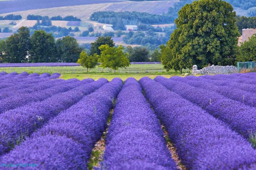 Lavender fields of Provence