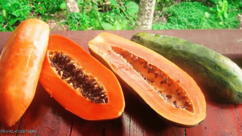 Green and ripe papaya fruit