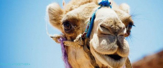 Safari in Egypt
