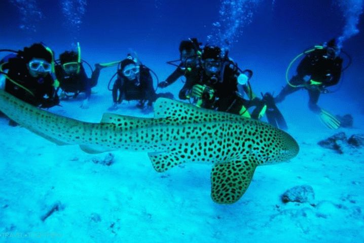 Bodrum diving