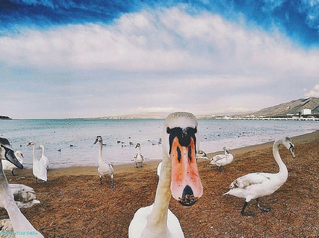 Swans on the beach of Gelendzhik. Photo - @lovegen