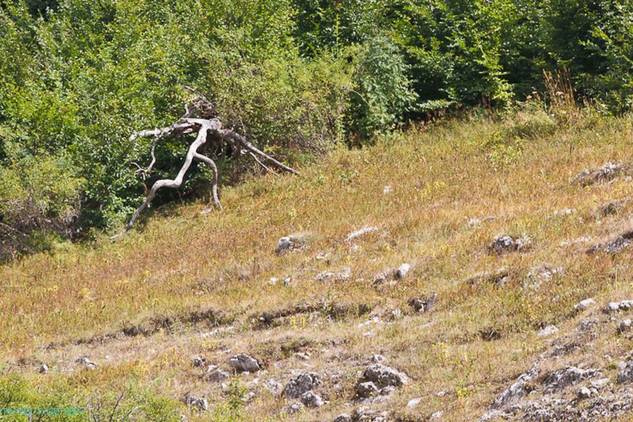 Tree - running man