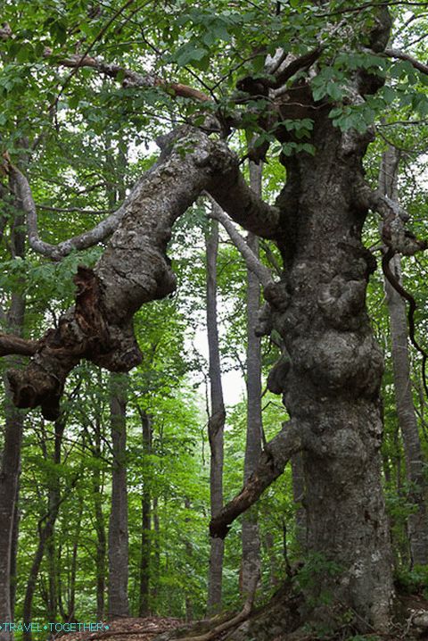 Trees come across incredible