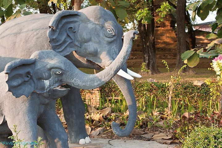 Elephants are always unhappy here