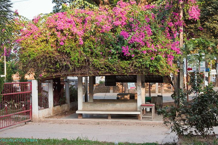 Rose bushes capture the city