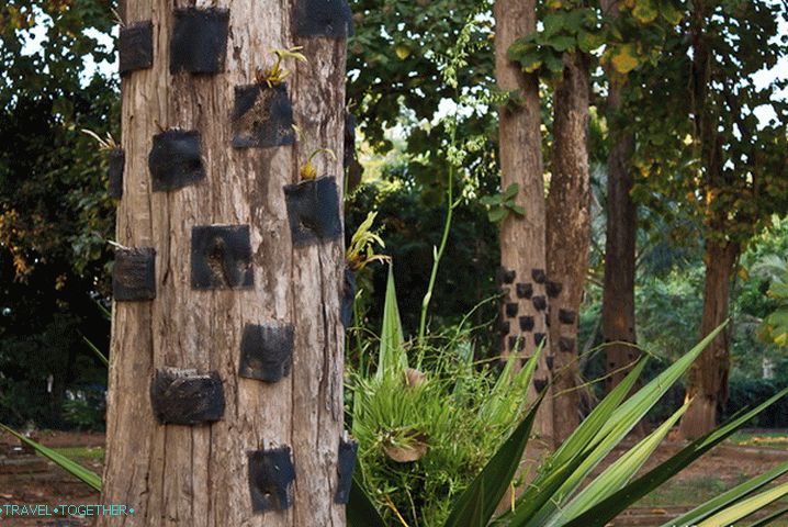 In black pockets put seedlings