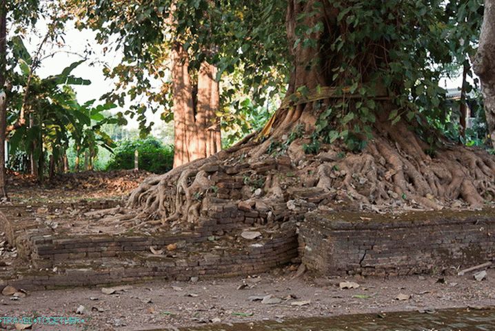 Trees conquer territory from ancient Vats