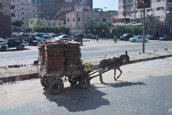 Egypt. Cairo. One of the means of transportation.