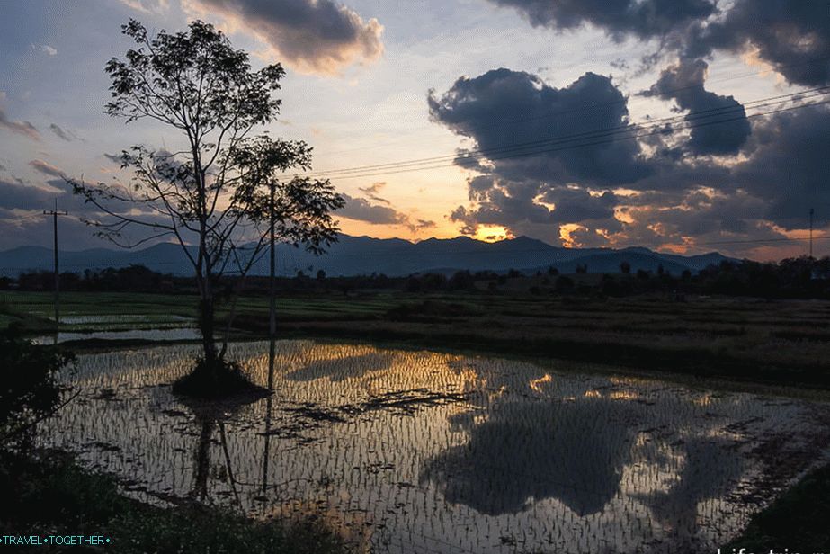Sunset on the rice field at the end of the day