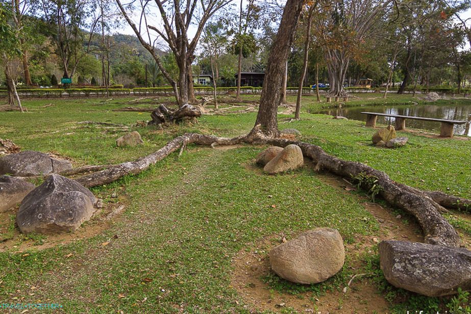 Tree roots crawl out