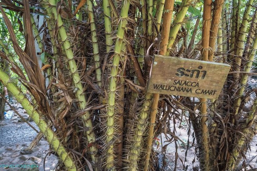 Mostly comes across very threatening vegetation