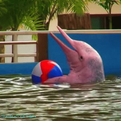 Pink Dolphins in Pattaya