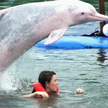 Swimming with dolphins in Pattaya