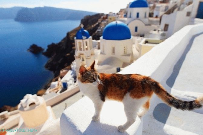 Greek cats - the heroes of tourist photos
