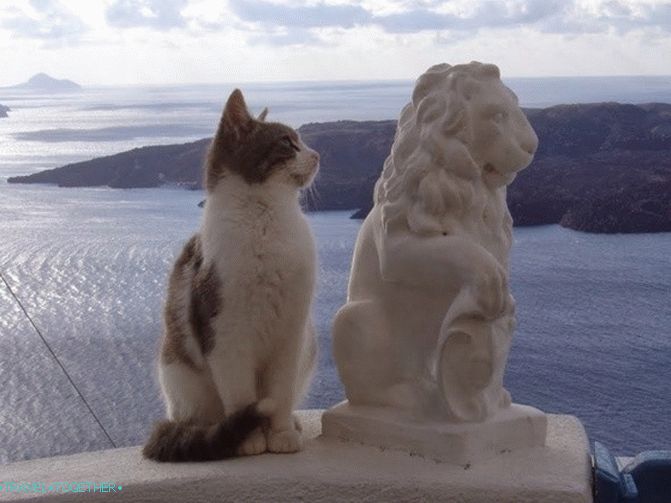 Greek cats - the heroes of tourist photos