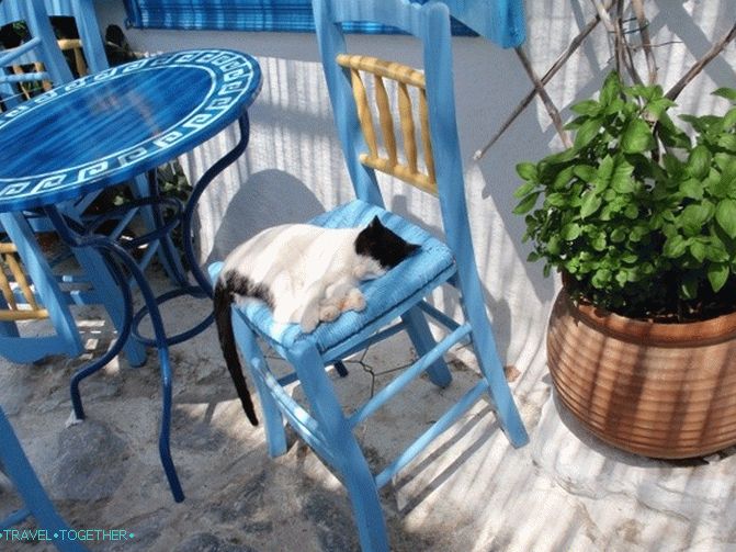 Greek cats - the heroes of tourist photos