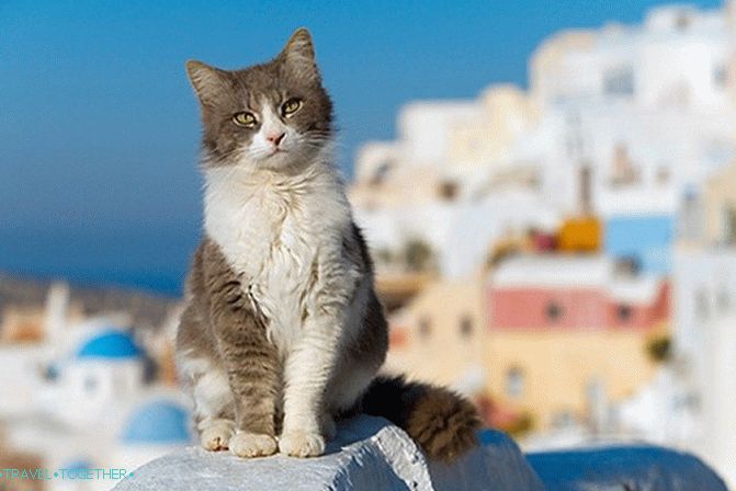 Greek cats - the heroes of tourist photos