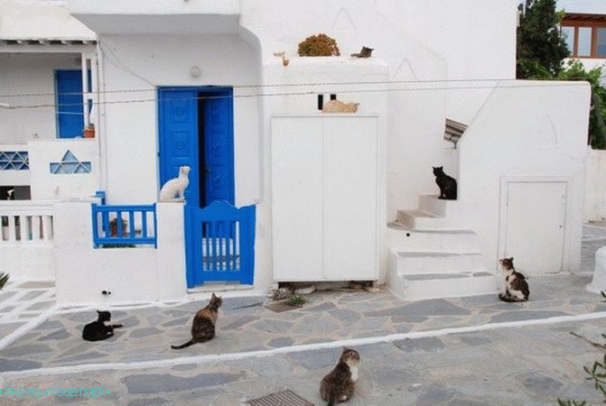 Greek cats - the heroes of tourist photos