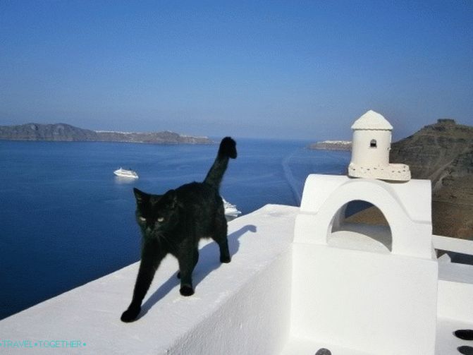 Greek cats - the heroes of tourist photos