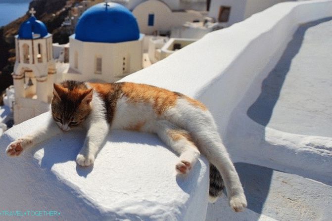 Greek cats - the heroes of tourist photos
