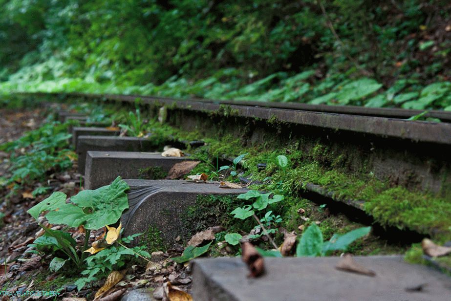 Rails and sleepers all in moss