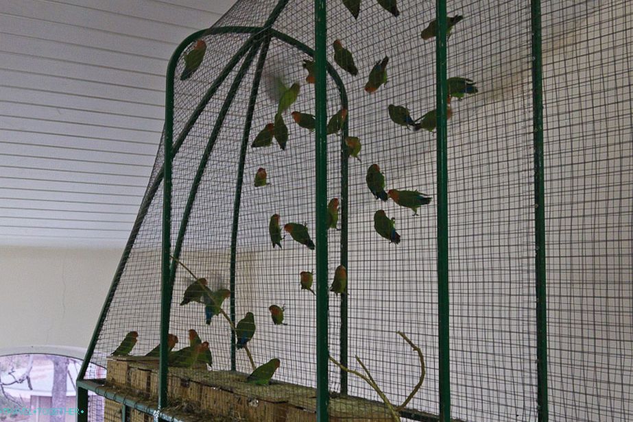 Parrots in a three-meter cage squeal hysterically
