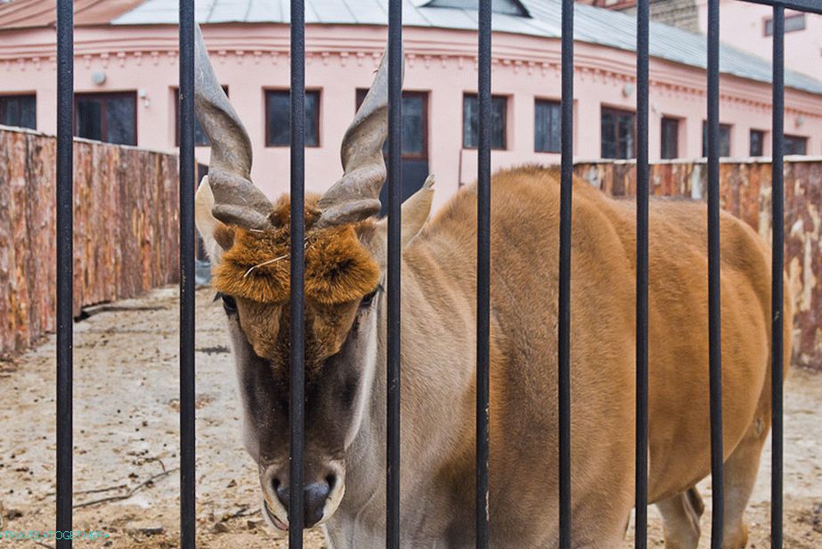 Very beautiful animal