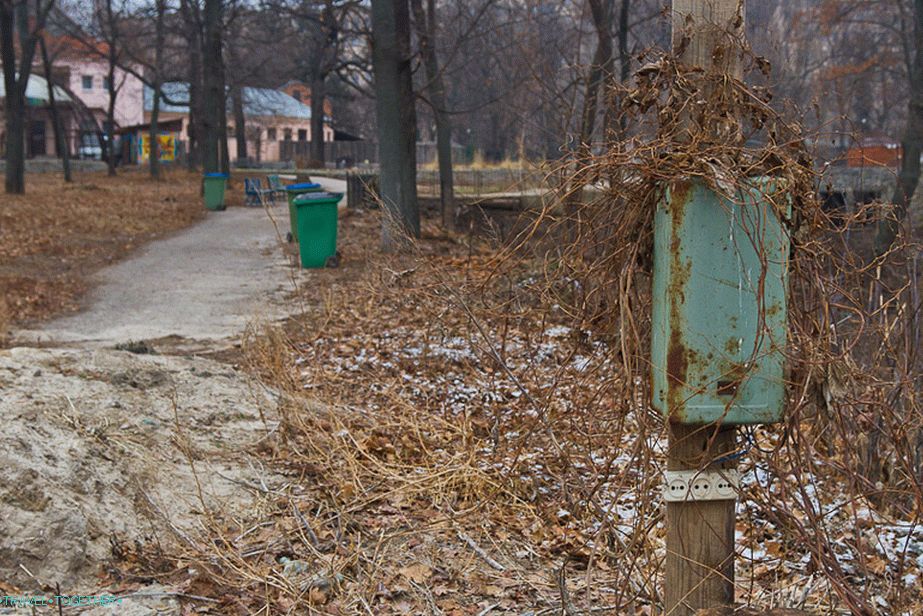 Backyards are overgrown with grass and entwined with lianas