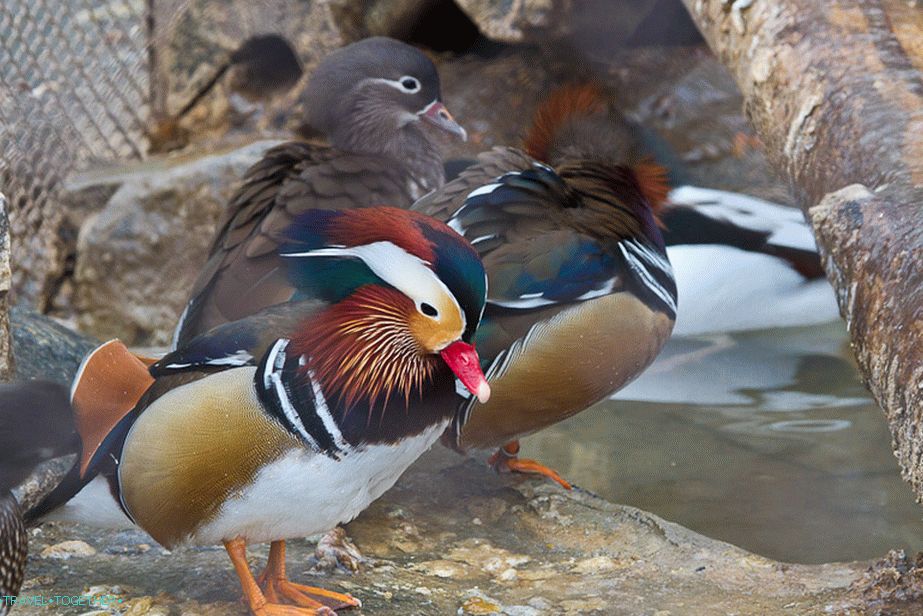 I really liked this bird