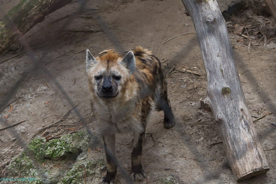 Hyena seems to be smiling