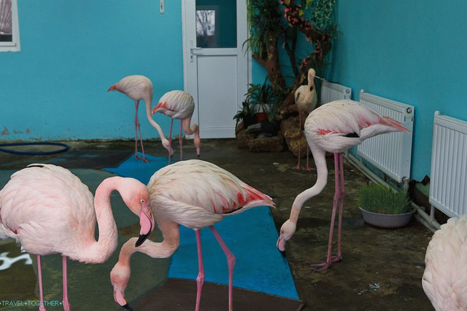 Flamingos look amusingly against the background of radiators