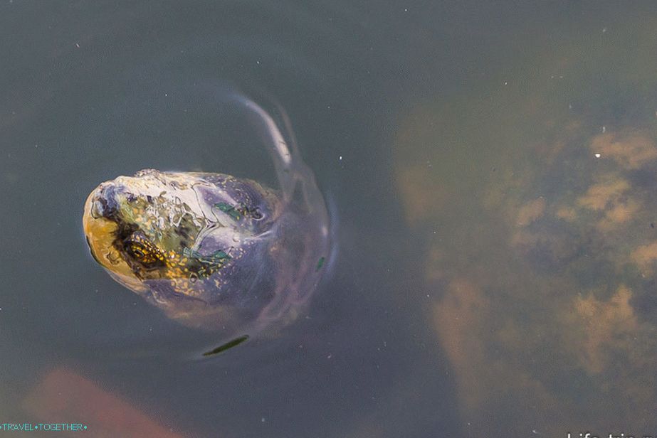Healthy turtles in the pond