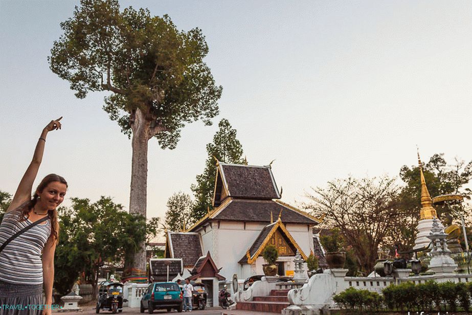 A tall tree near the temple