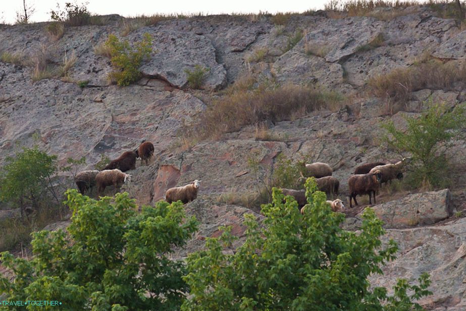 Just like mountain sheep