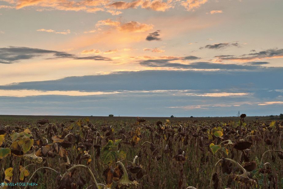 Fields of sunflowers