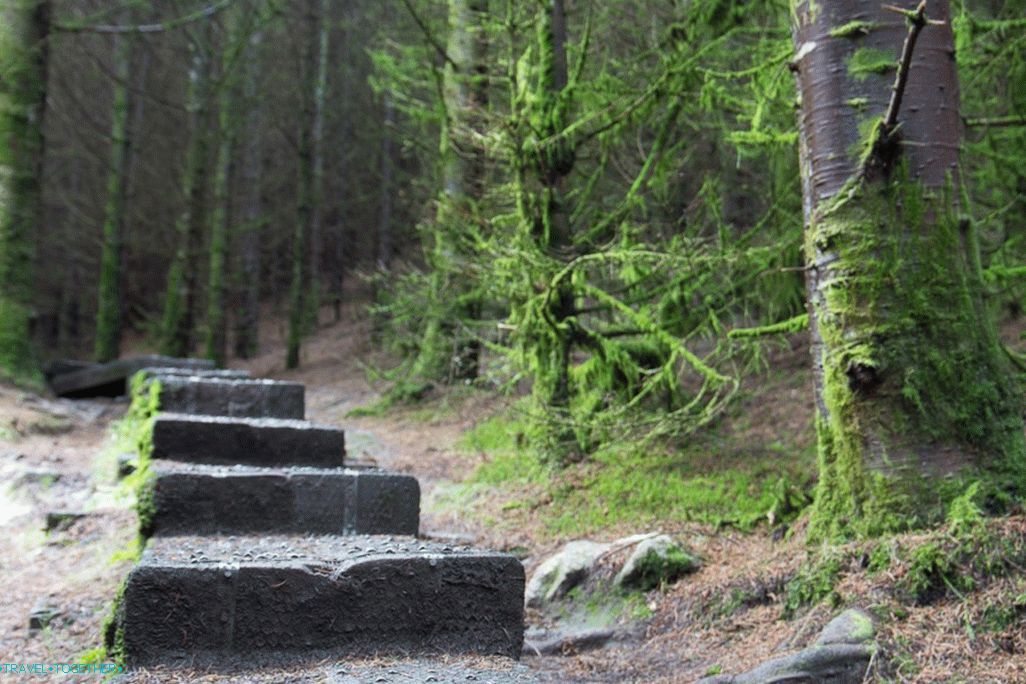 Steps leading through the woods to the mountain.