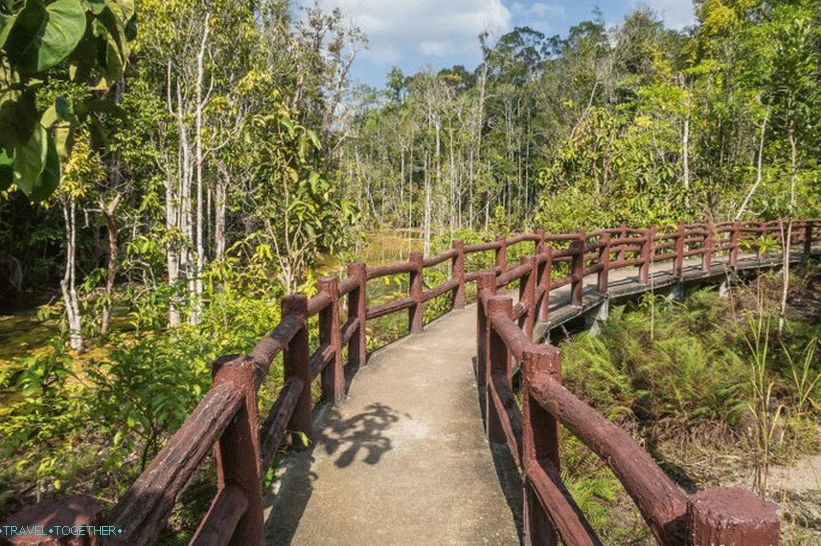 Bridges pass through trees and through open spaces