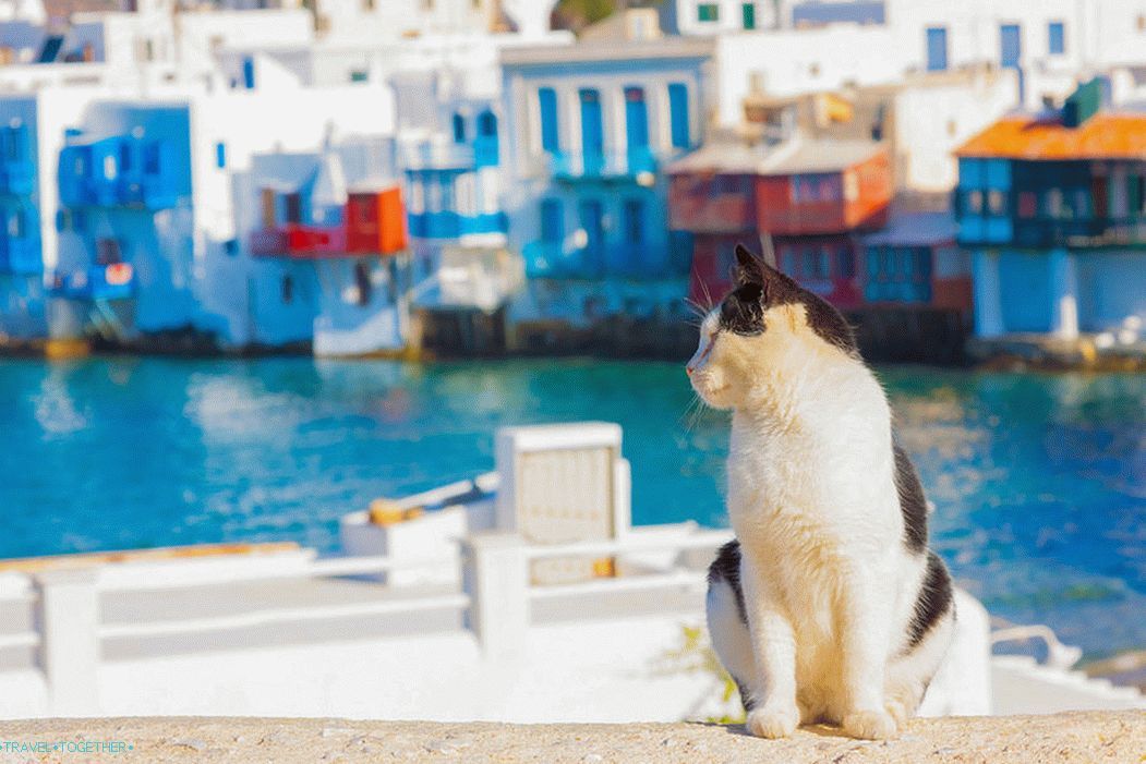 Greek cats and cats