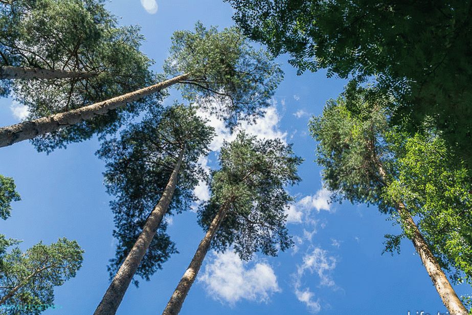 Tall pines rush into the sky