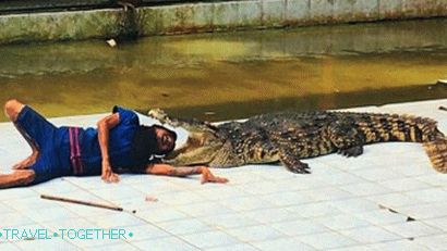 Show with crocodiles in the Namuang Safari Park on Samui