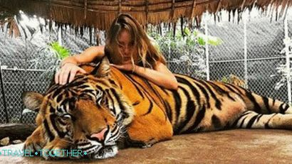 Photos with a tiger in the Namuang Safari Park on Samui