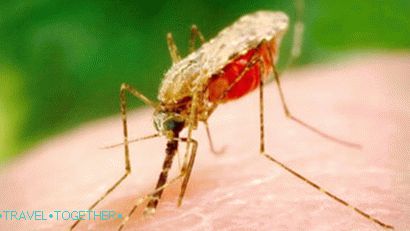 Malaria mosquito in Thailand
