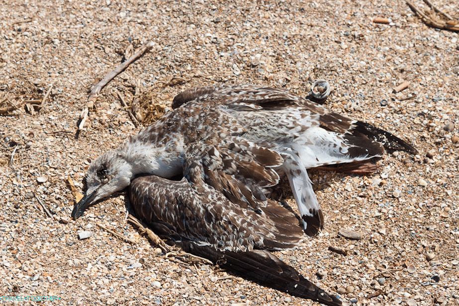 Dead Gull on the Shore