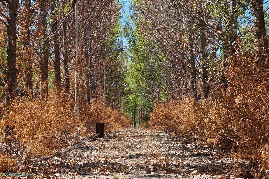 Summer-autumn alley on an abandoned camp site