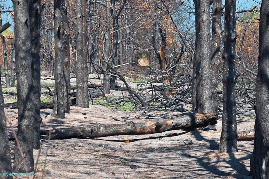 Burnt forest on the Dolgaya spit