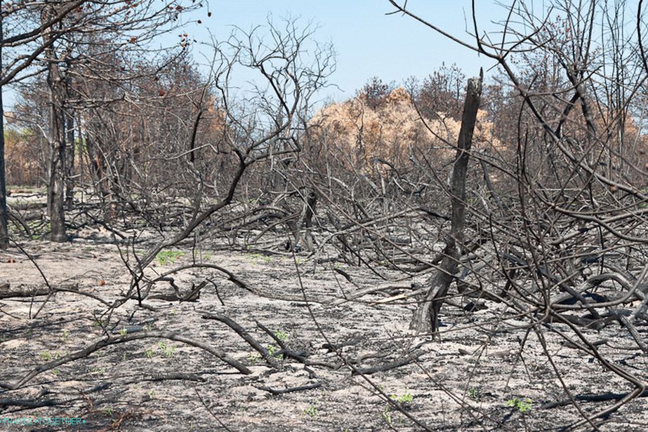 Burnt forest on the Dolgaya spit