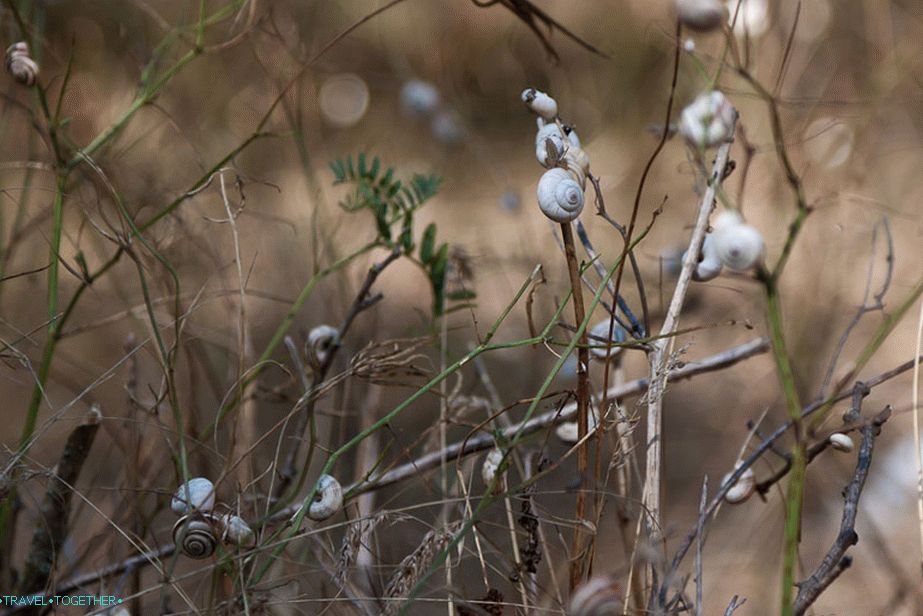 Snails like flower buds on the grass