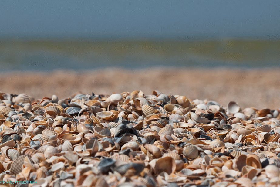 Beach of shallow shells