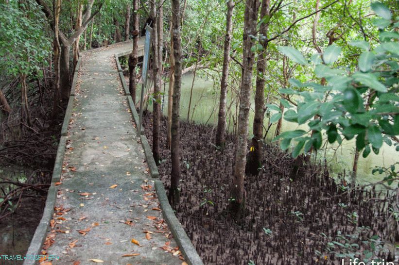 Mangrove Trail