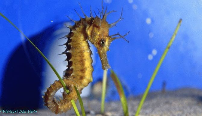 Cretan Aquarium. Among the inhabitants of the depths of the Mediterranean
